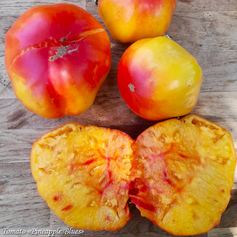 Tomato Pineapple Blues, Помидор Ананасовый Блюз